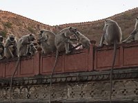 Singes et fortifications