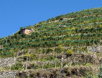Les vignes en terrasse