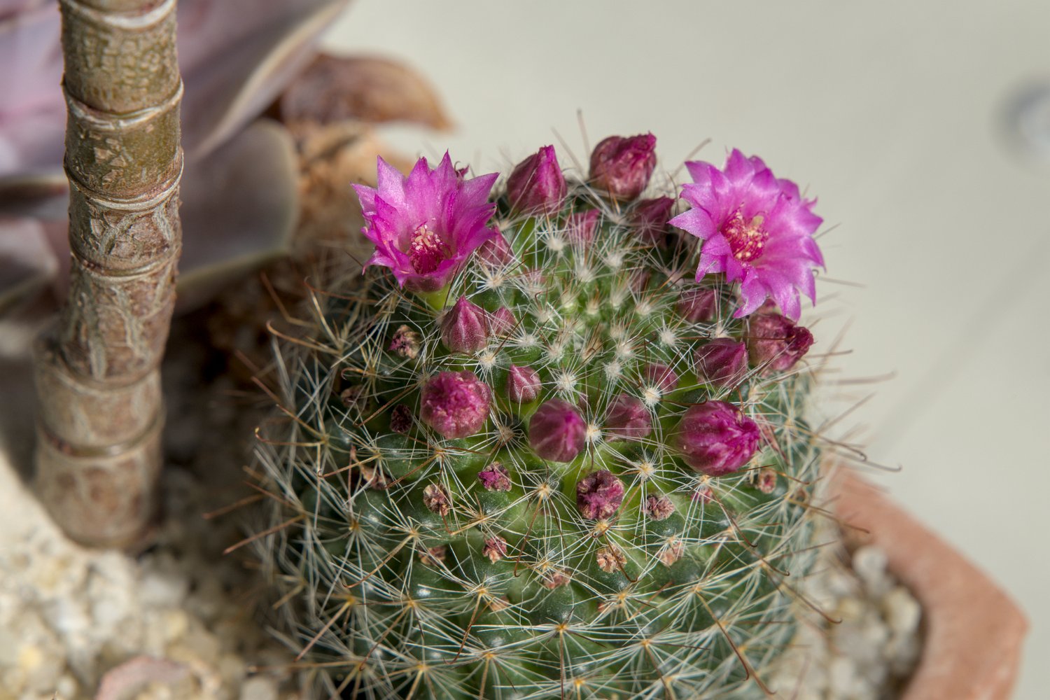 Mammilaria zeilmanniana