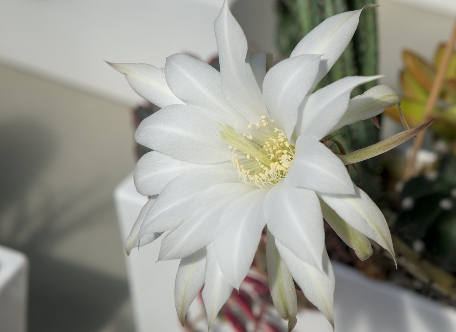 Cactus oursin (Lavibia ancistrophora)