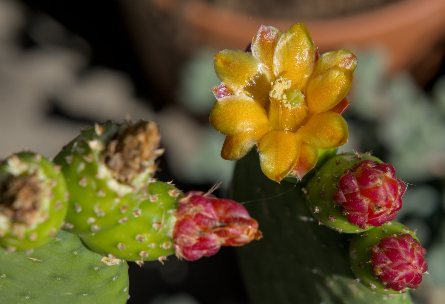 Quipa (Tacinga inamoena)