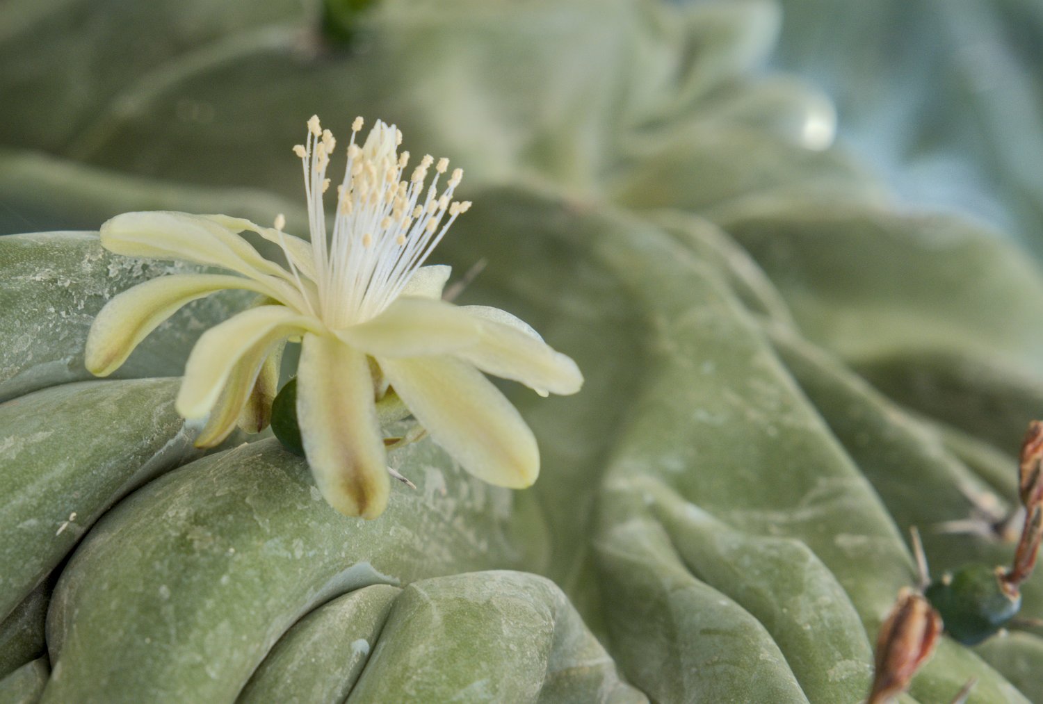 Chandelle bleue (Myrtillocactus geometrizans)