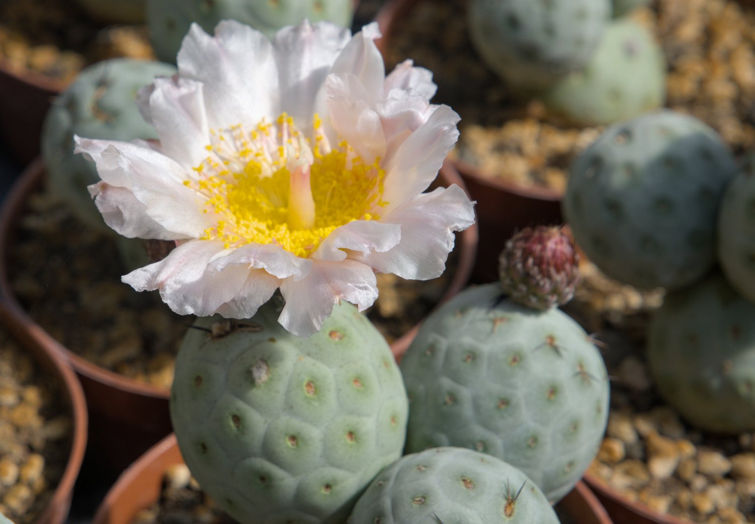 Tephrocactus alexanderi