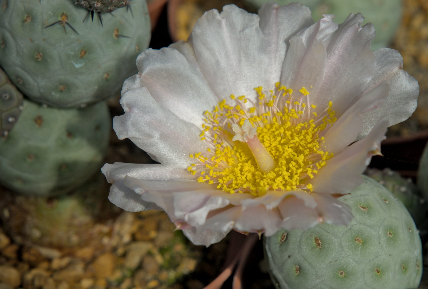 Tephrocactus alexanderi