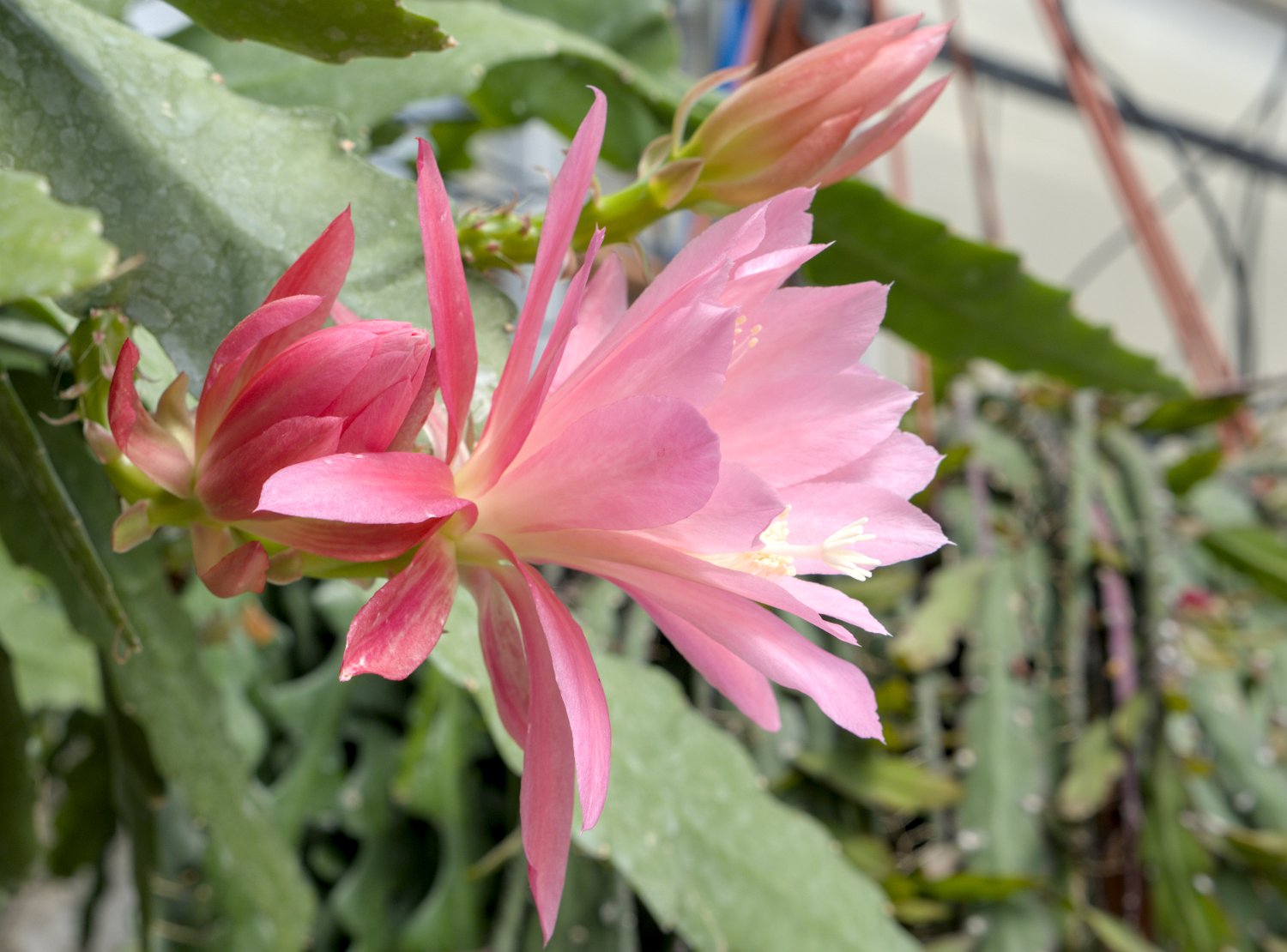Berceau de Vénus (Disocactus phyllanthoides)