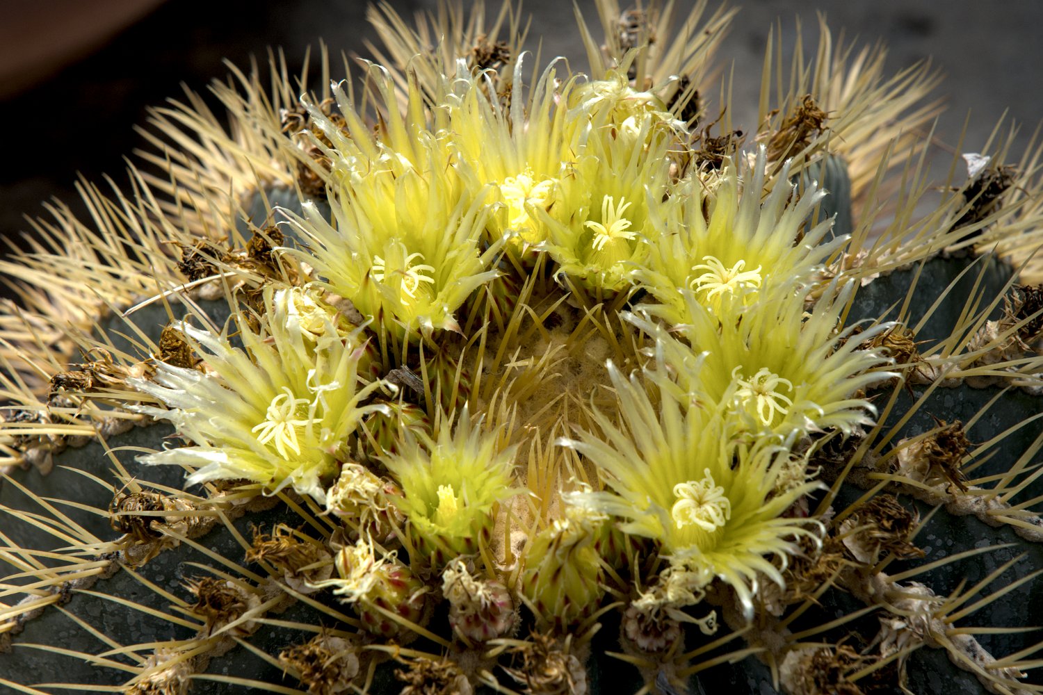 Ferocactus glaucescens