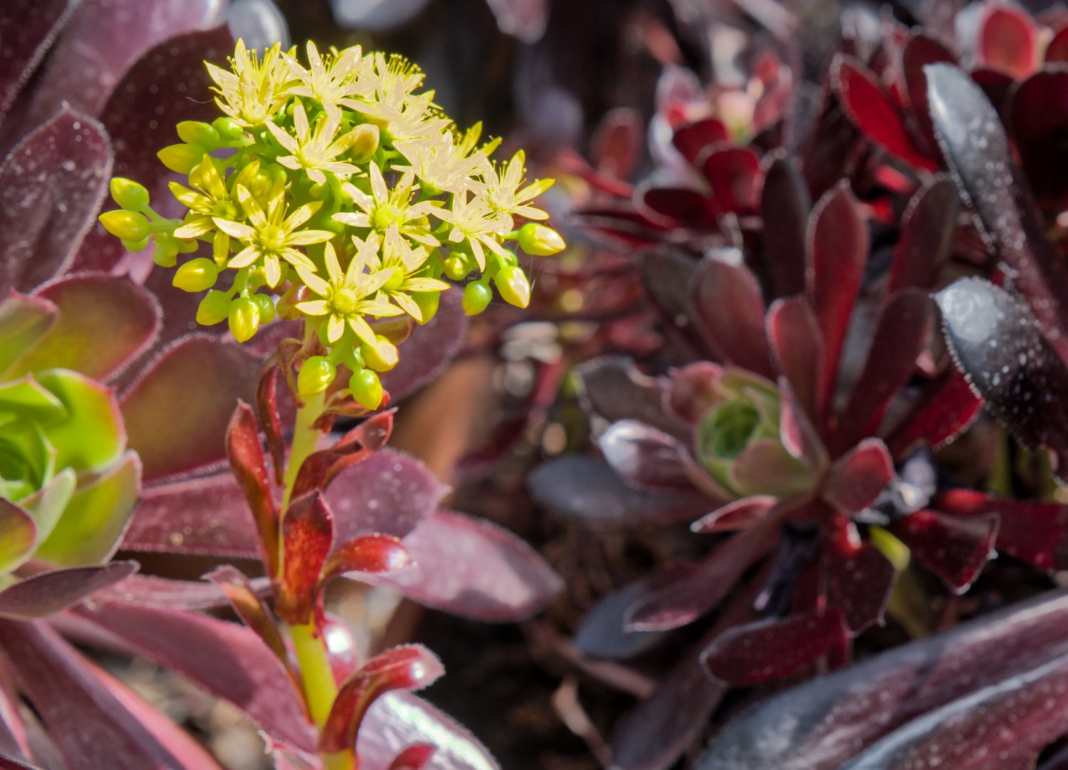 Aeonium arboretum