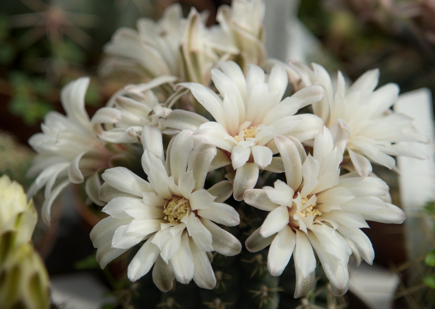 Gymnocalycium quehlianum 