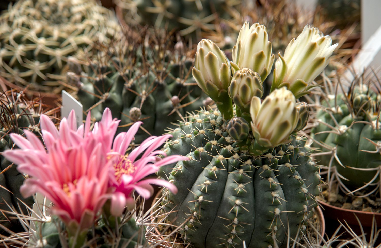 Gymnocalycium quehlianum (à droite)