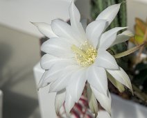 Cactus oursin (Lavibia ancistrophora)