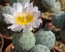 Tephrocactus alexanderi