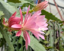 Berceau de Vénus (Disocactus phyllanthoides)