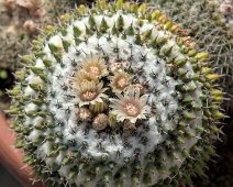 Mammilaria sempervivi
