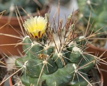 Ferocactus hamatacanthus