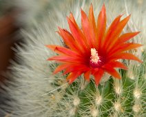 Parodia camarapana