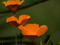 Pavot de Californie  Fuji