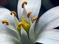 Dame de onze heure  7artisans 60mm F4-1/75-160ISO