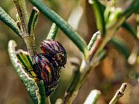 Chrysomèle du romarin  7artisans 60mm F4-1/60-320ISO