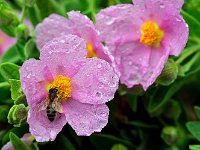 Abeille sur ciste  7artisans 60mm F4-1/125-160ISO