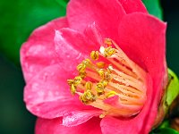 Camélia Etamines  7artisans 60mm F4-1/60-250ISO