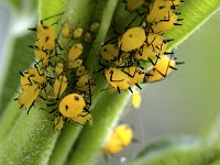 Pucerons jaunes du laurier rose  7artisans 60mm F4-1/60-2000ISO