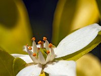 Oranger du Mexique - Etamines et pollen  7artisans 60mm F4-1/450-160ISO