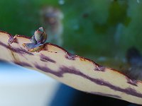 Kalanchoe - Propagule