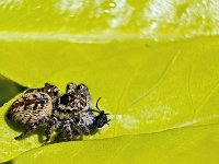 Araignée sauteuse  Fuji 16-80mm  à 80 mm + bague allonge 27mm F8-1/420-160ISO