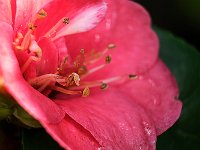 Camélia  7artisans 60mm F4-1/320-160ISO