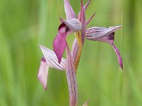 Serapias lingua (Sérapias à languette)  Prairie Périgord