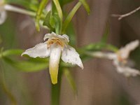 Platanthera bifolia (Platanthère à deux feuilles)  Bord de chemin Périgord
