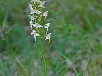 Platanthera bifolia (Platanthère à deux feuilles)  Bord de chemin Périgord