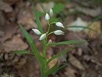 Cephalanthera longifolia (Céphalanthère à longues feuilles)  Bois Périgord