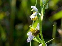 Ophrys apifera (Ophrys abeille)  Prairie Gascogne