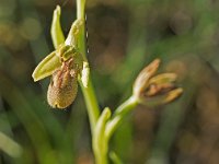 A déterminer  Garrigue St Hyppolyte du Fort