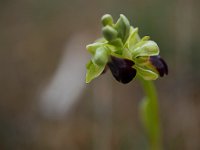 Ophrys sulcata (Ophrys sillonnée)  Causse Périgord