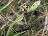 Ophrys insectifera (Ophrys mouche)  Causse Périgord