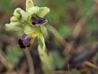 Ophrys sulcata (Ophrys sillonnée)  Causse Périgord