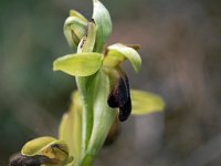 Ophrys sulcata (Ophrys sillonnée)  Causse Périgord