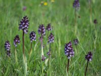 Orchis purpurea (Orchis pourpre)  Prairie Gascogne