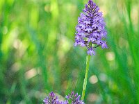 Anacamptis pyramidalis  (Orchis pyramidal)  Prairie Gascogne