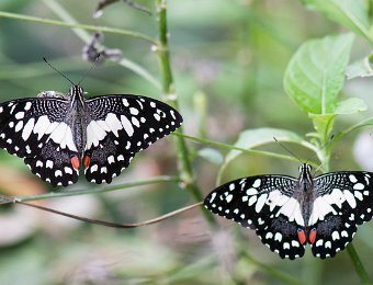Voilier échiquier (Papilio demoleus) - Afrique