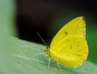 Souci  (Colias croceus) - Afrique, Europe