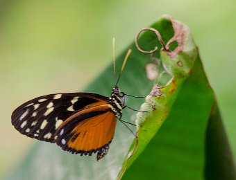 Hecalé (Heliconius hecale) - Amérique du sud