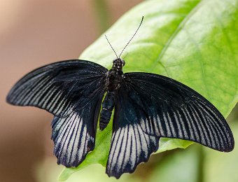 Grand mormon mâle (Papilio memnon) - Asie du Sud-est