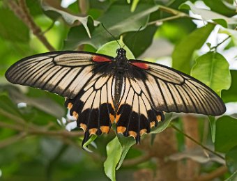 Grand mormon femelle (Papilio memnon) - Asie du Sud-est