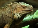 Iguane (2)