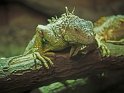 Iguane (3)