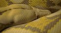 Python royal jaune (2)