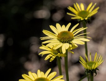 Doronic (Doronicum columnae Ten. )